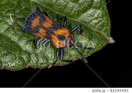 Adult Leaf Beetle Adult Leaf Beetle 83294495