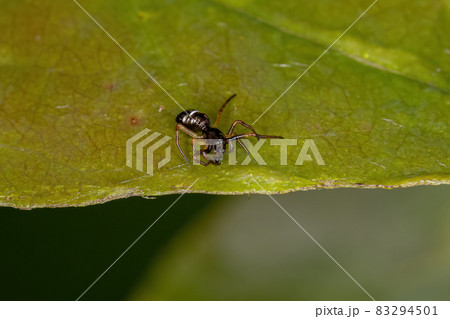 Small Orbweaver Spider Small Orbweaver Spider 83294501