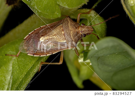 Adult Stink Bug 83294527