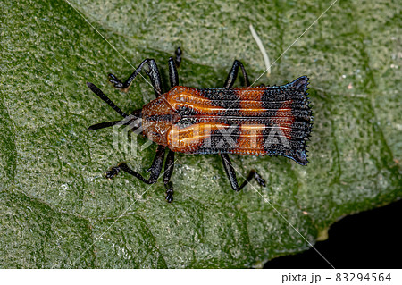 Adult Leaf Beetle 83294564