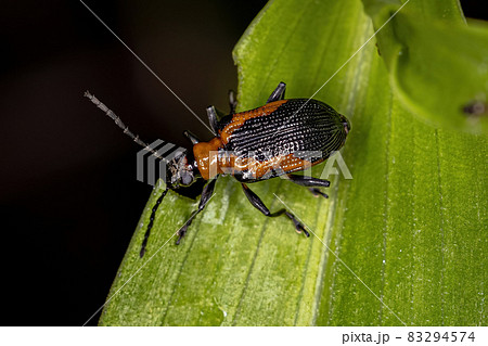 Adult Leaf Beetle Adult Leaf Beetle 83294574