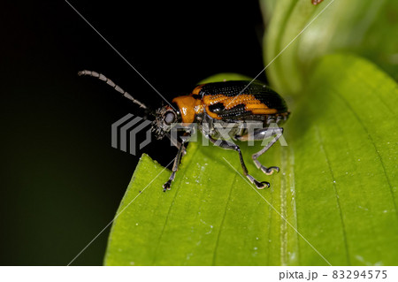 Adult Leaf Beetle Adult Leaf Beetle 83294575