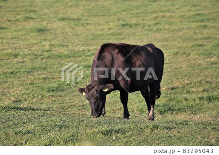 牧場の風景・和牛 83295043