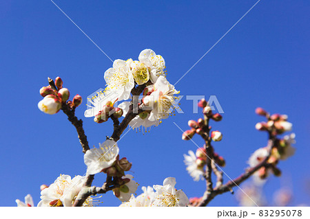 満開になった白梅の花のクローズアップ 83295078