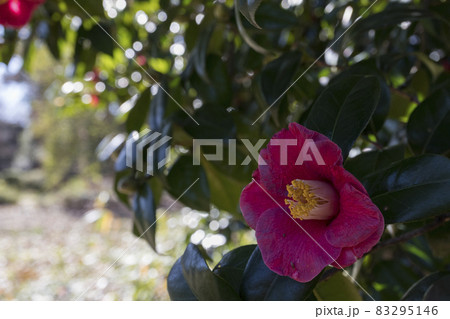 東京 小石川植物園 早春のツバキの世界【花・植物】 東京 小石川植物園 早春のツバキの世界【花・植物】 83295146