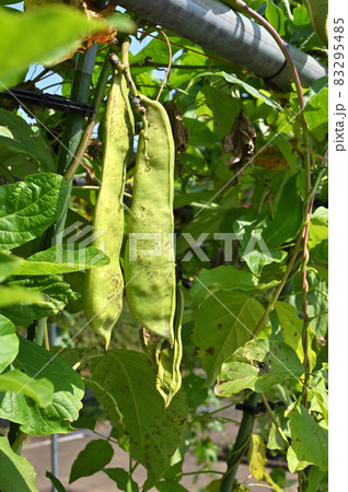 植物：ナタマメ　マメ科 83295485