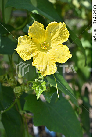 植物:ヘチマ ウリ科 植物:ヘチマ ウリ科 83295488