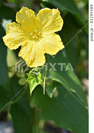 植物:ヘチマ ウリ科 植物:ヘチマ ウリ科 83295489