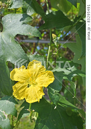 植物：ヘチマ　ウリ科 83295491