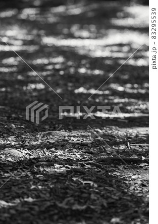 落ち葉にあたる木漏れ日　モノクロ写真 83295539