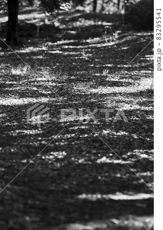 落ち葉にあたる木漏れ日 モノクロ写真 落ち葉にあたる木漏れ日 モノクロ写真 83295541