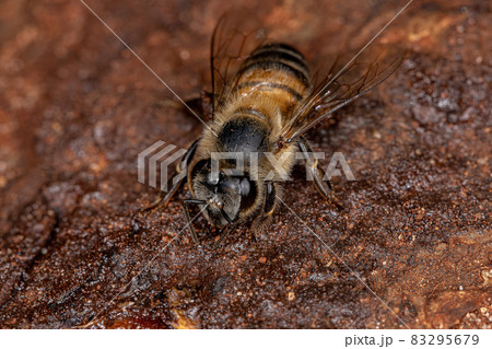 Adult Female Western Honey Bee 83295679