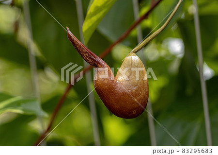 Birthwort Plant Flower 83295683