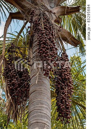 Moriche Palm Fruits 83295684