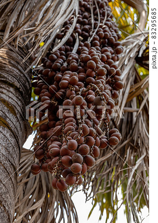 Moriche Palm Fruits 83295685