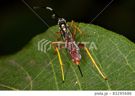 Adult Ichneumonid Wasp 83295686