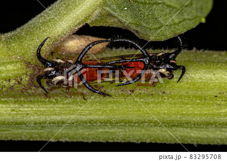 Adult Treehopper Insect 83295708