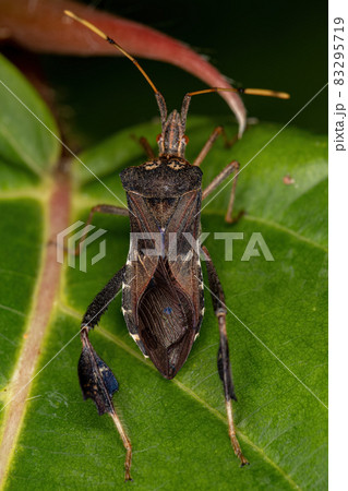 Adult Leaf footed Bug 83295719