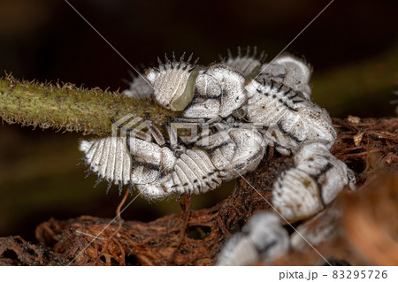 Typical Treehoppers nymphs Typical Treehoppers nymphs 83295726