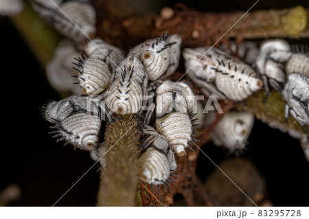 Typical Treehoppers nymphs Typical Treehoppers nymphs 83295728