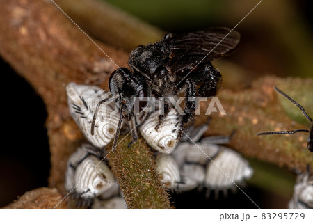 Adult Stingless Bee interacting with Typical Treehoppers Nymphs Adult Stingless Bee interacting with Typical Treehoppers Nymphs 83295729