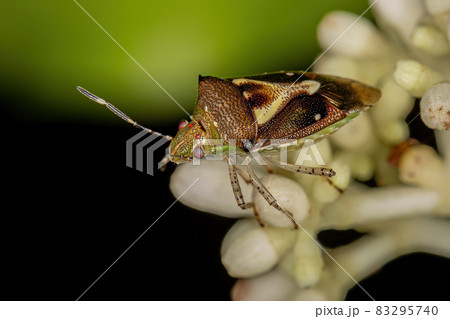 Adult Stink Bug 83295740