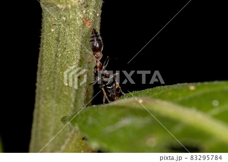Adult Female Twig Ant 83295784