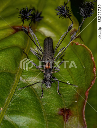 Typical Longhorn Beetles Typical Longhorn Beetles 83295789