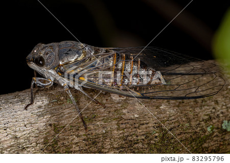 Adult Typical Cicada Adult Typical Cicada 83295796