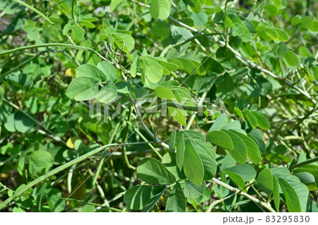 植物:エビスグサ マメ科 植物:エビスグサ マメ科 83295830
