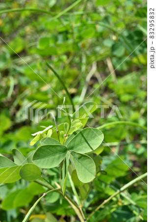植物：エビスグサ　マメ科　 83295832