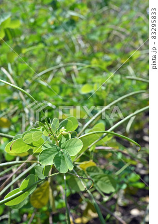 植物:エビスグサ マメ科 植物:エビスグサ マメ科 83295833