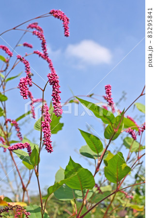 植物　オオケタデ　タデ科 83295841