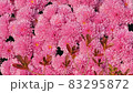 ピンク 万 菊 83295872
