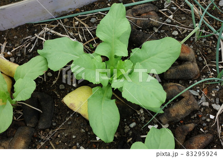 ちんげん菜 野菜 ベジタブル 83295924