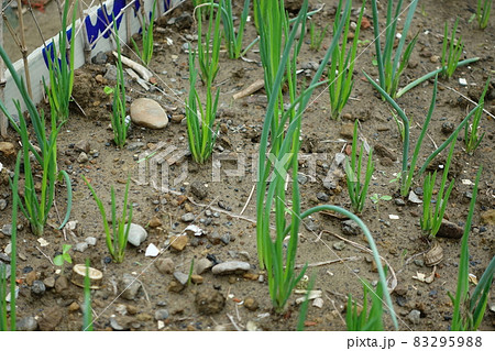 アリウム ネギ属 アリウム属 83295988