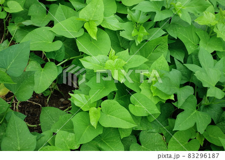 植物 工場 プランツ 83296187