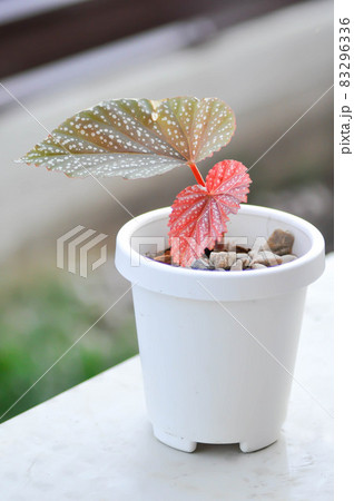 Begonia or Begonia maculata ,Begonia Maculata Wightii 83296336