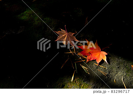 【北海道美瑛町】カエデの紅葉　秋10月 83296717