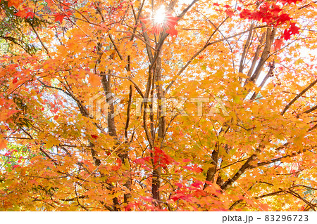 【北海道美瑛町】美しい紅葉の風景 秋10月 【北海道美瑛町】美しい紅葉の風景 秋10月 83296723