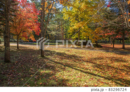 【北海道美瑛町】青空と太陽と美しい紅葉　秋10月 83296724