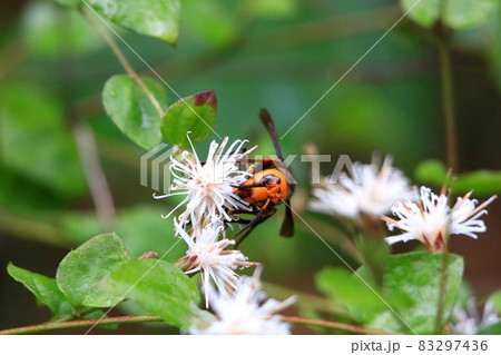 オオスズメバチ 83297436