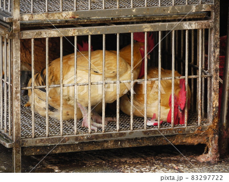 篭 コープ にわとり 83297722