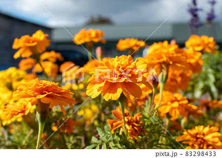 マリーゴールド_園芸_花言葉 マリーゴールド_園芸_花言葉 83298433