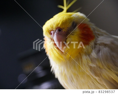 インコ オウム いんこ 83298537