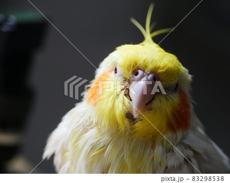 インコ オウム いんこ 83298538