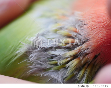 鳥 インコ オウム 83298615