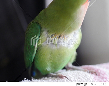 鳥 インコ オウム 83298646