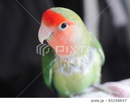 鳥 インコ オウム 83298647