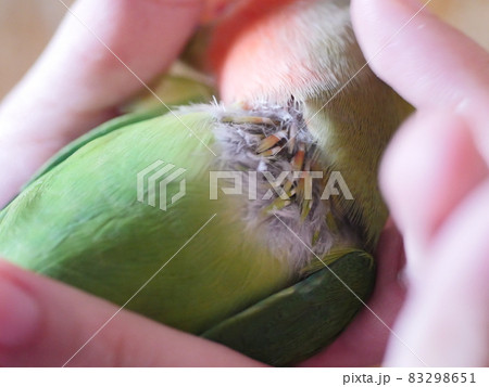鳥 インコ オウム 83298651